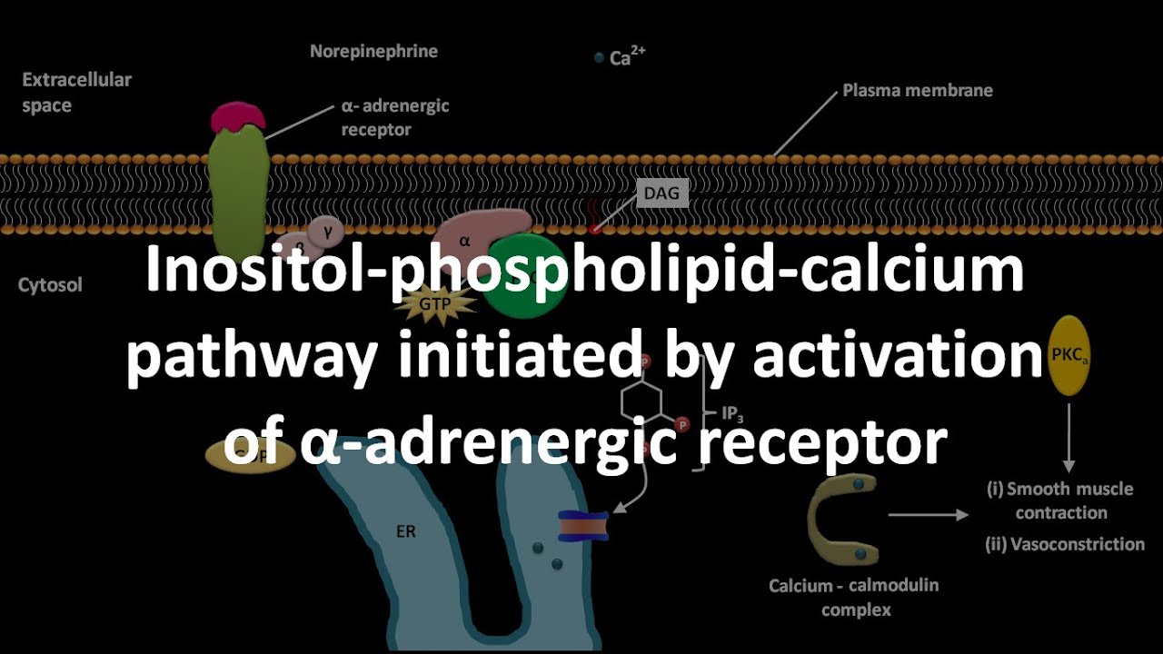 Inositol phospholipid calcium pathway initiated by activation of alpha adrenergic receptor