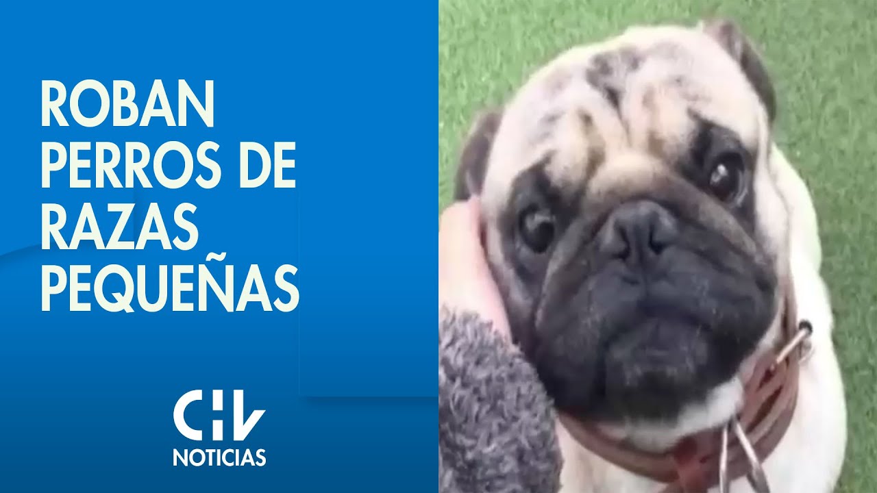 Alerta por robo de perros de razas peque&ntilde;as: Microchip ayuda a recuperarlos