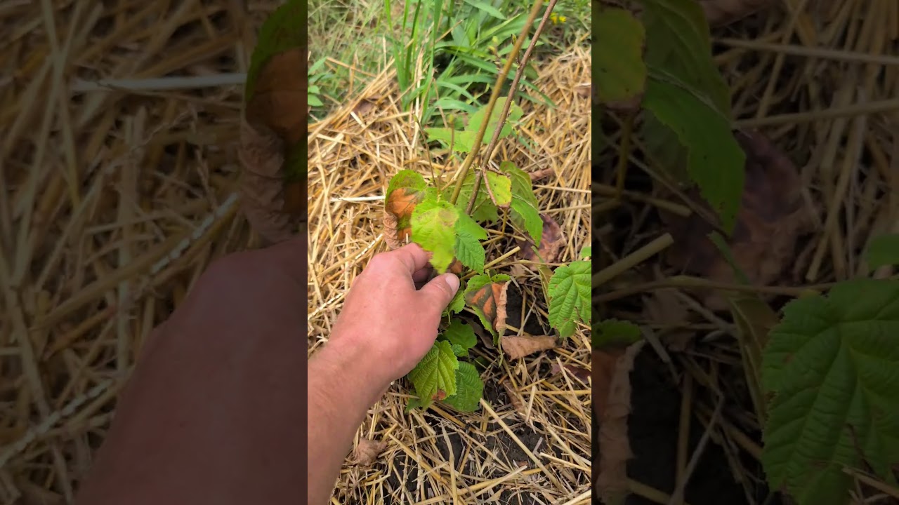 American Hazelnut (Filbert) in Indiana #permaculture #nature #garden