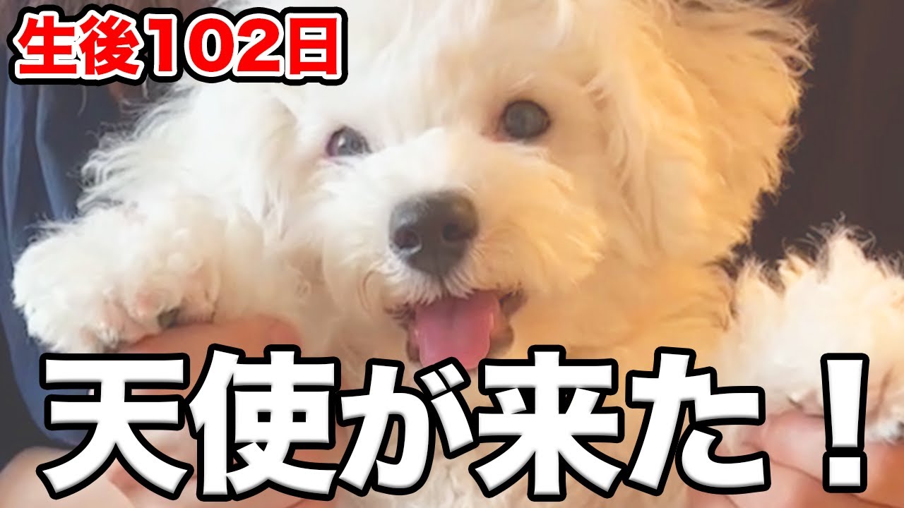 【お迎え初日】激かわ！ビション・フリーゼがやってきた♪