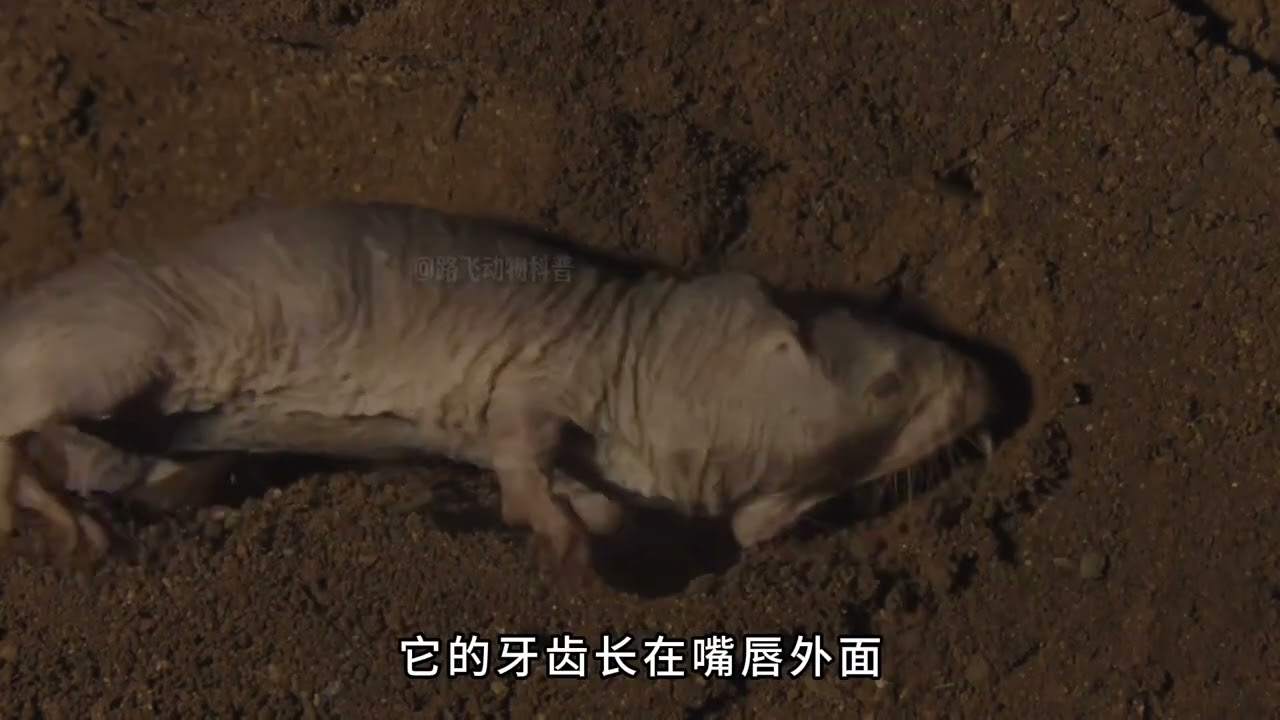 The Naked mole has an extremely ugly appearance. The naked mole which digs holes undergrou