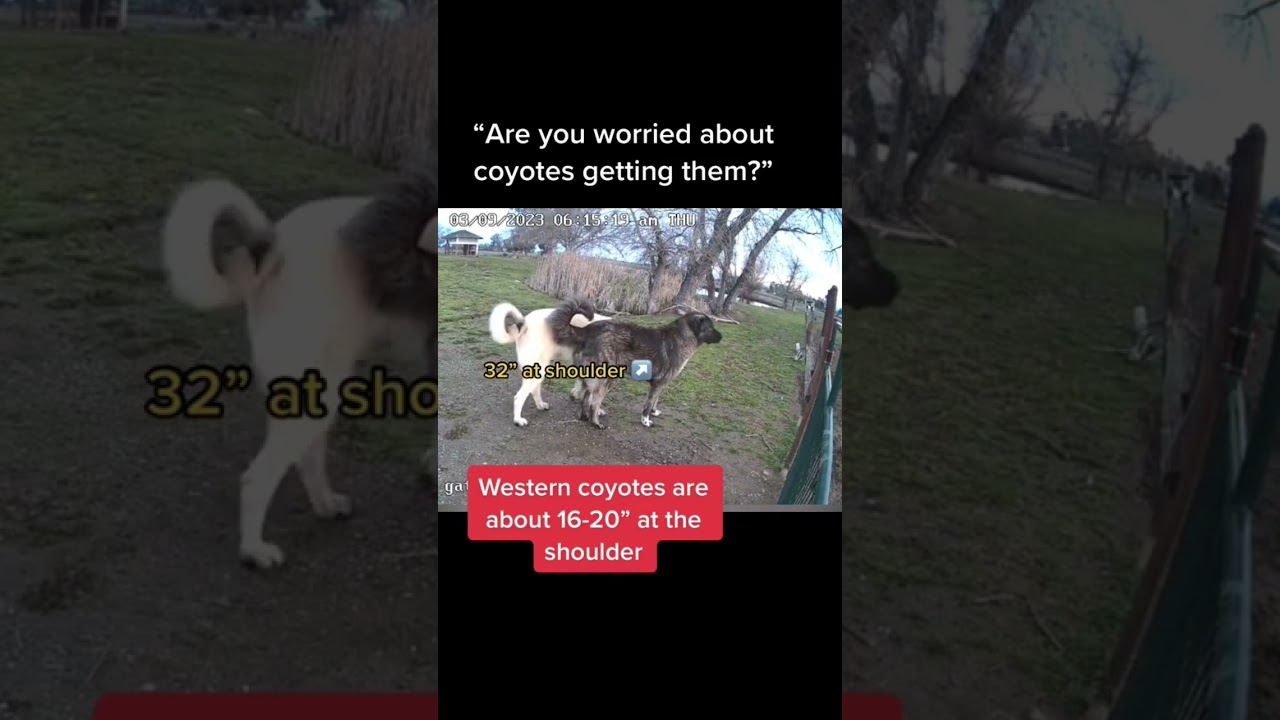 Size comparison of coyotes vs our male livestock guardian dogs. No worries here! #anatolianshepherd