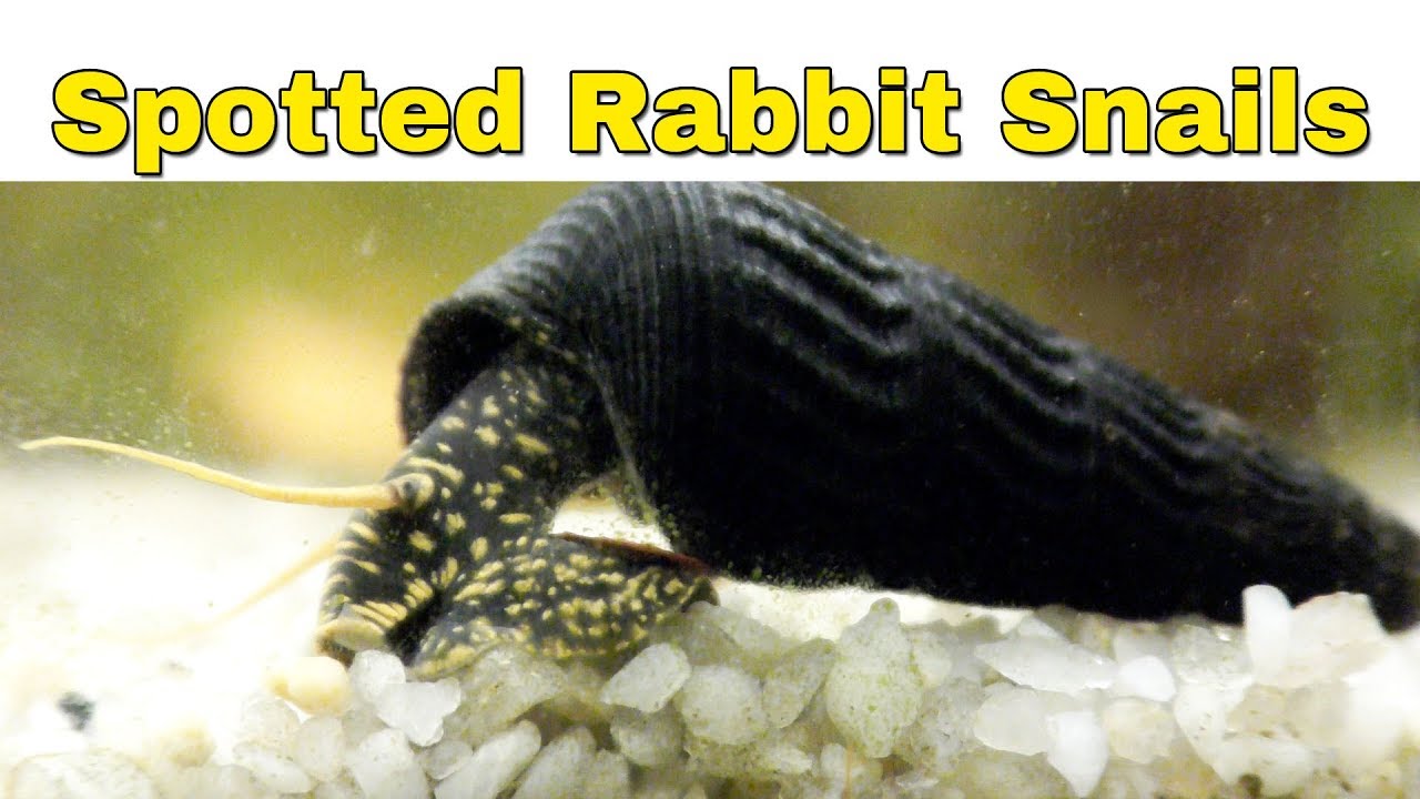 Spotted Rabbit Snails Unboxing and close ups.
