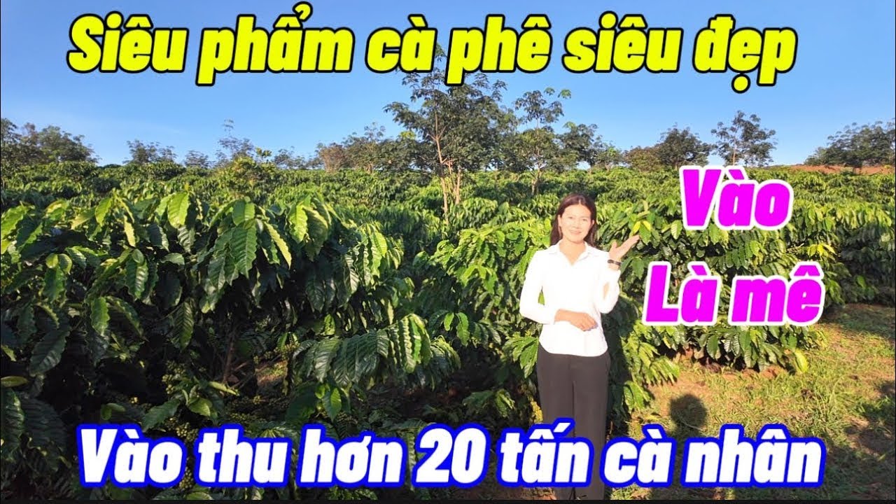 Cần tiền bán gấp mảnh cà phê cho thu mạnh . Giá rẻ bèo 