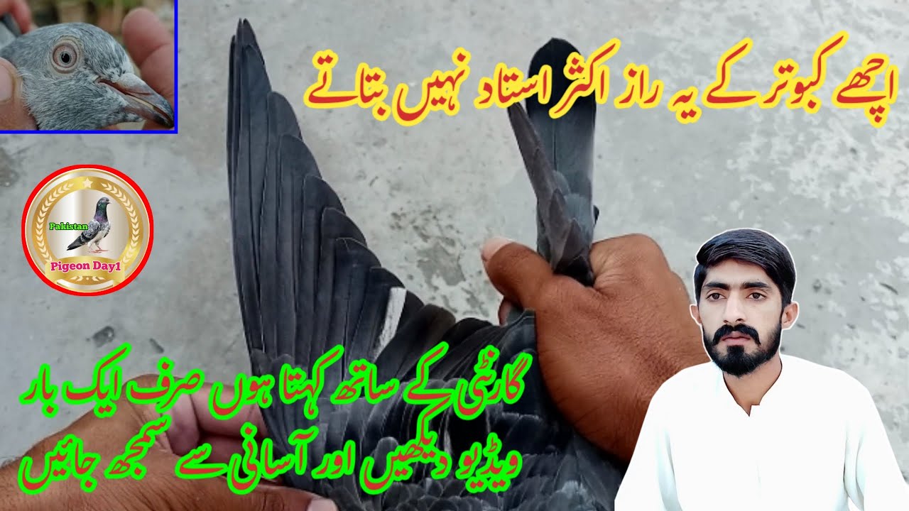 How to Identify High Flyer Pigeon | Pigeon Day1