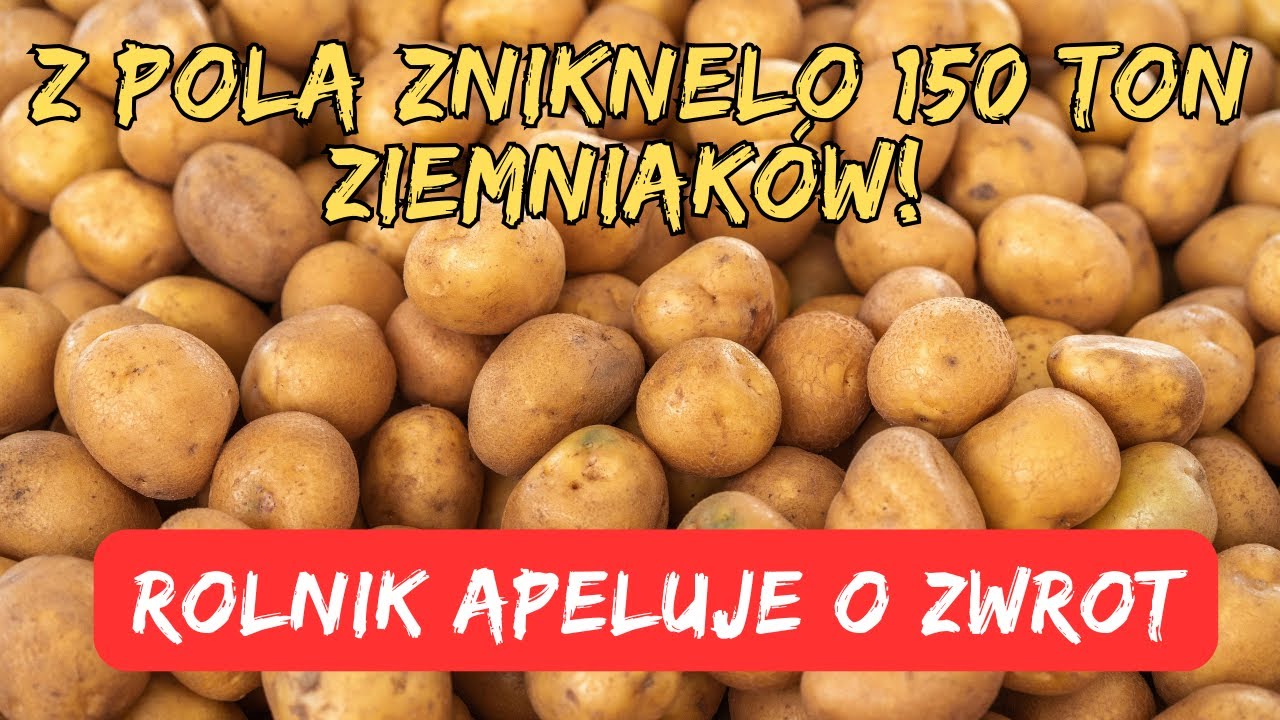 Z pola zniknelo 150 ton ziemniaków! Rolnik apeluje o zwrot