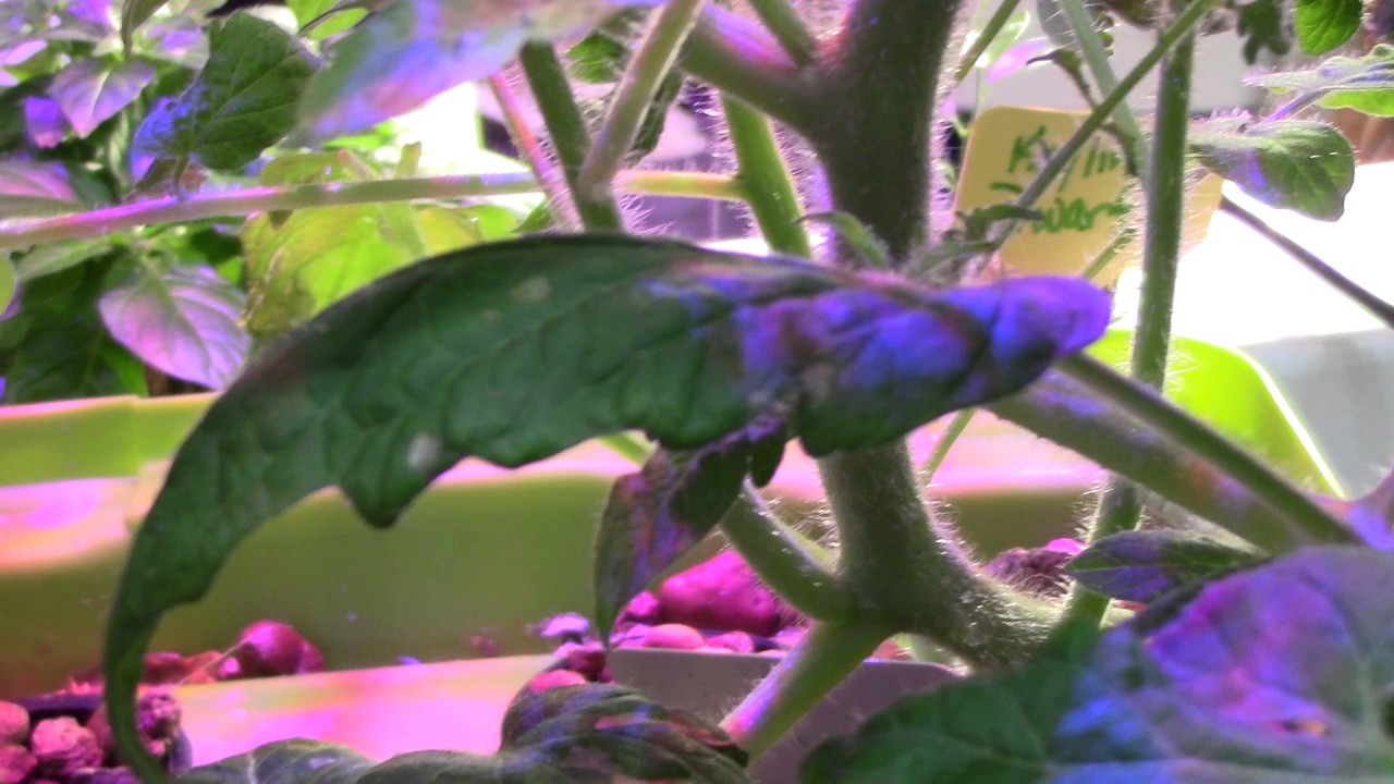 Ground Cherries and Peppers have Fruit! Indoor Hydroponic Garden
