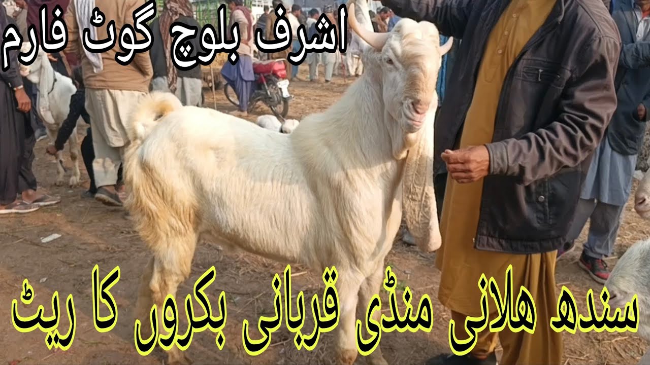 Eid Rush in Halani Bakra Mandi Sindh | Emotional Market Scenes