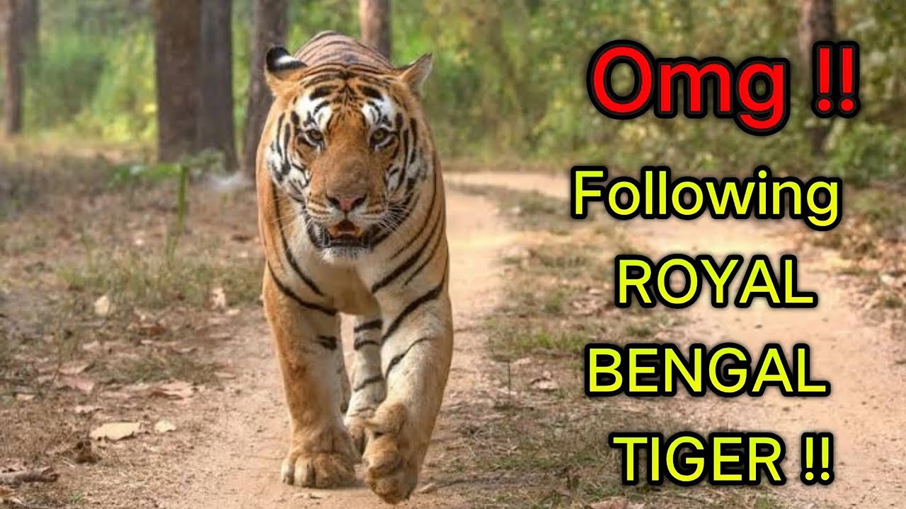 Royal Bengal Tiger | Thrilling experience to follow Royal Bengal Tiger | Nature's Womb and Grace