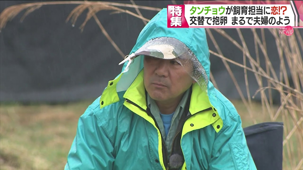 【HTBニュース】まるで“夫婦”タンチョウが飼育担当に恋をした？