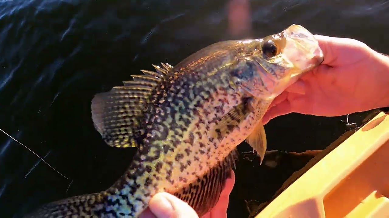Ноябрьская рыбалка на калико-баса на северо-востоке 