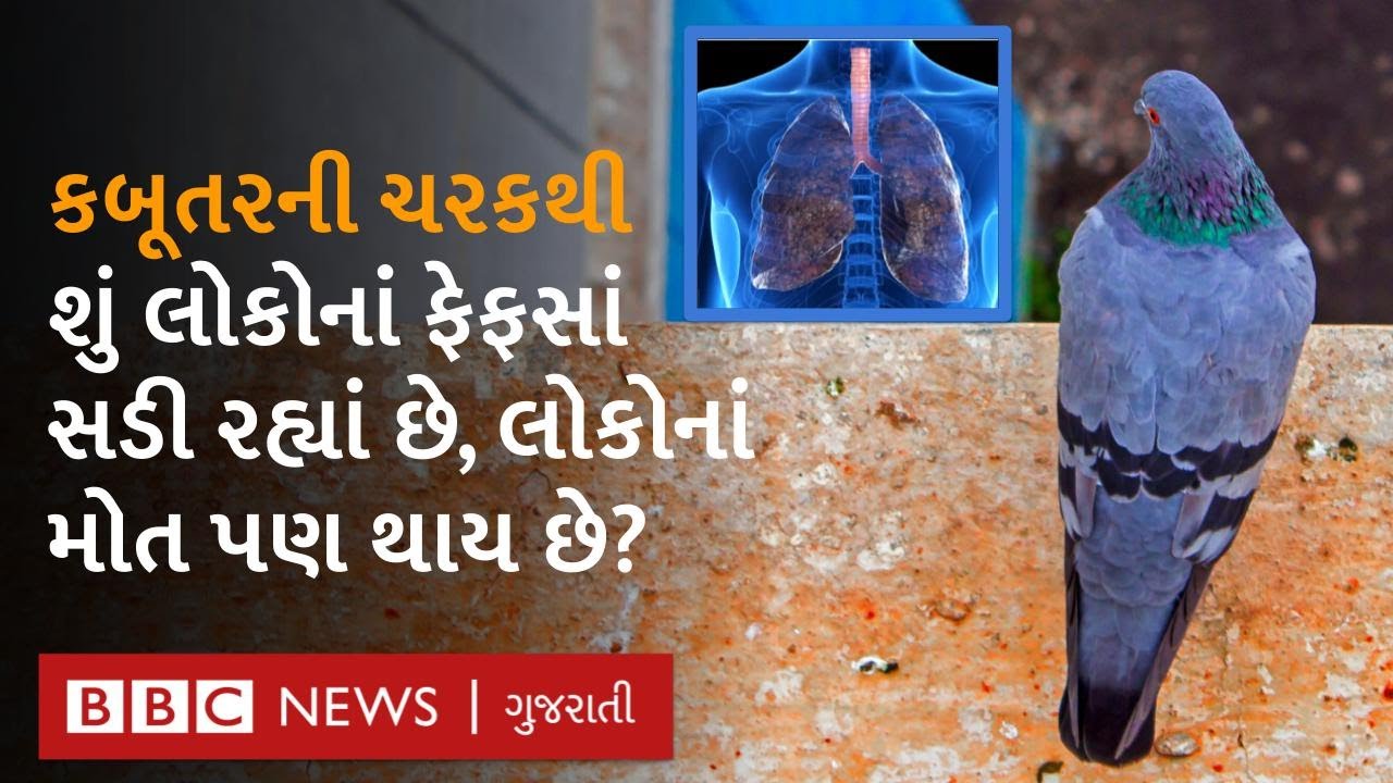 કબૂતરની ચરકથી ફેફસાંનો કયો રોગ થઈ શકે, તેનાથી મોત પણ થઈ શકે? | pigeon poop disease