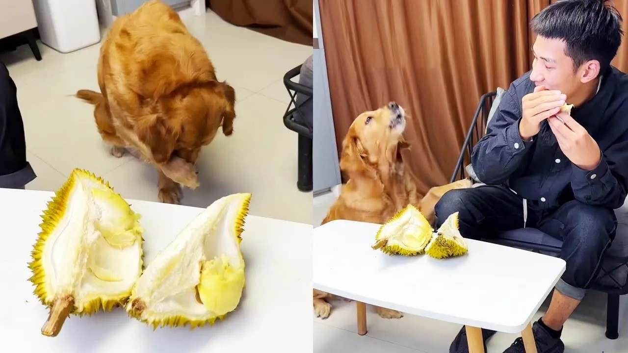 Funny Dog |Dog opens a new world #cuihuastory  #cute pet #Animals #dogtricks