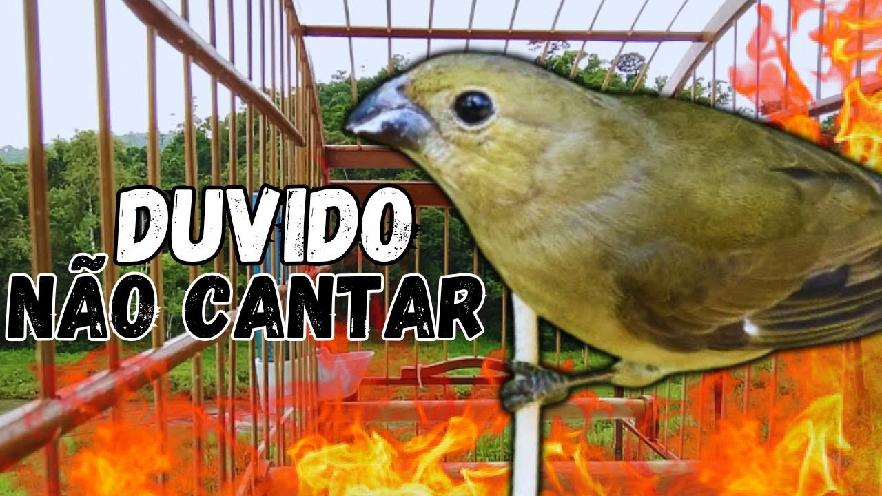 Piado de fêmea de papa capim para Foguear Papa capim tui tui Com Melhor Piado de fêmea de papa capim