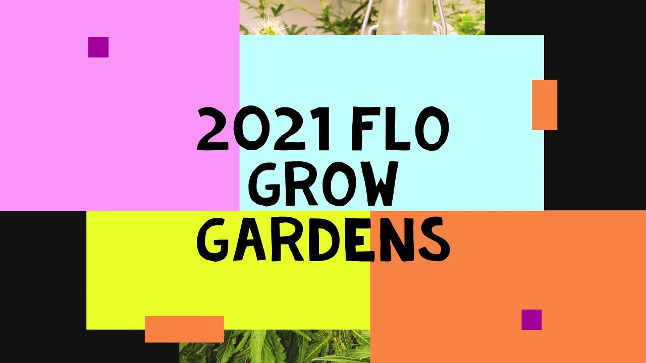 Growing legal Cannabis indoor with Led grow lights Auto and photo period organic gardening at home