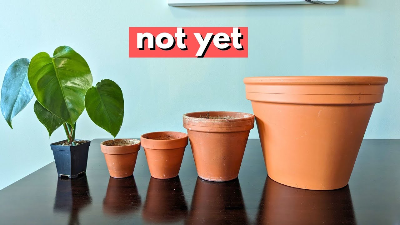 You don’t need to repot your Monstera