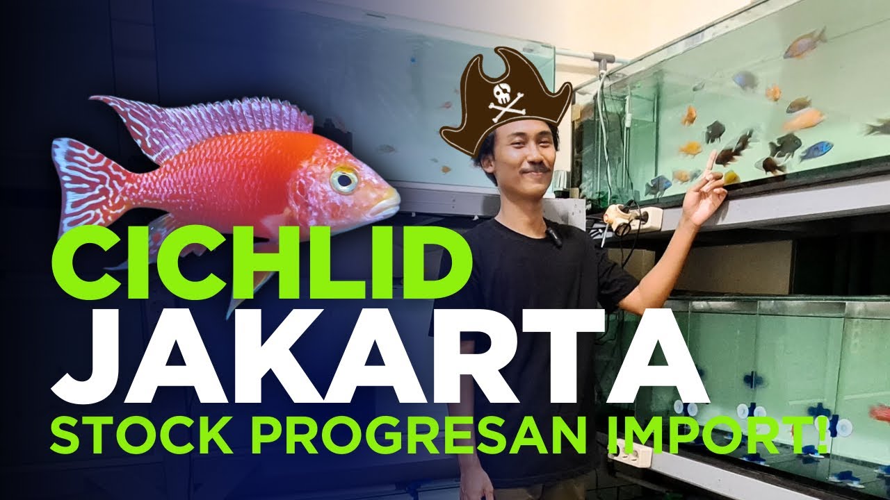 BARU DARI CICHLID JAKARTA UPDATE IKAN DAN HARGA CICHLID MAY 2025 STOCK PROGRES IMPORTNYA NGERI!!!