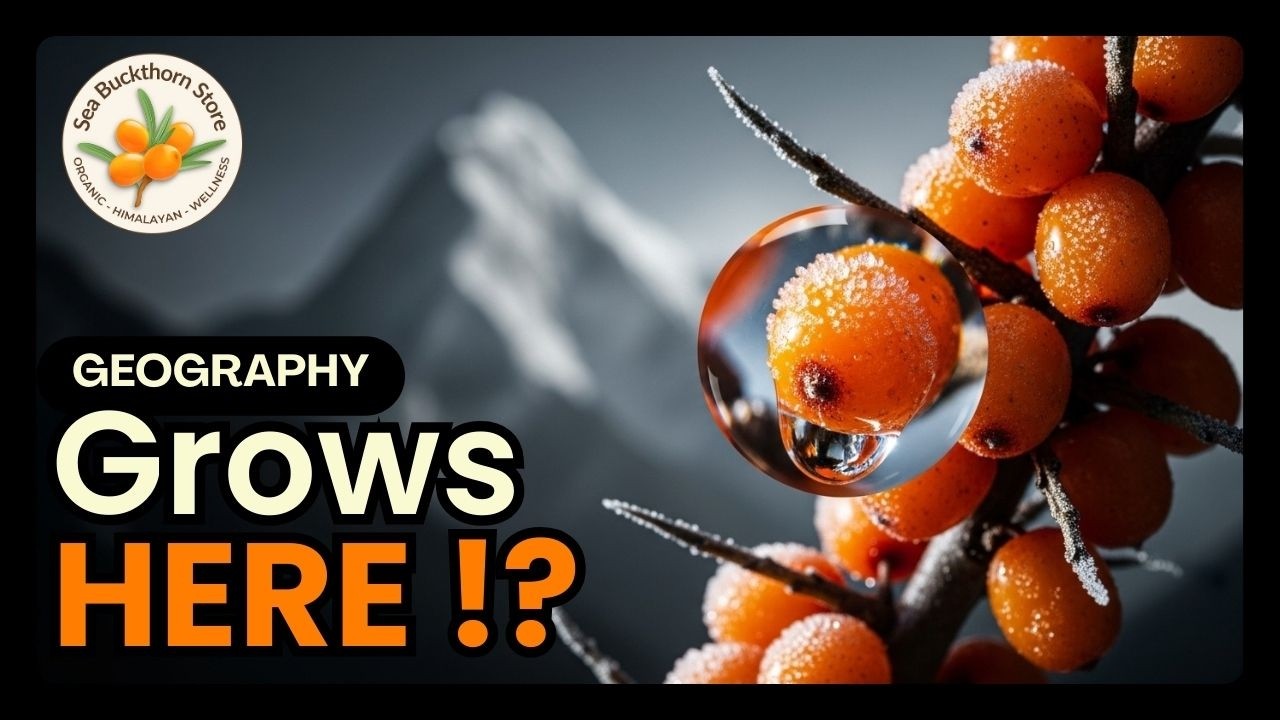 Sea Buckthorn: Ancient Secret, Extreme Survival (5,200m) 🤯 pan Continents