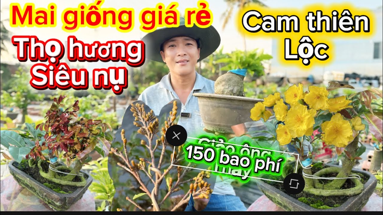 5-3-2026☎️0911 531 741📲mai giống giá rẻ thọ hương siêu nụ-giảo ông thầy-cam thiên Lộc báo mã số 