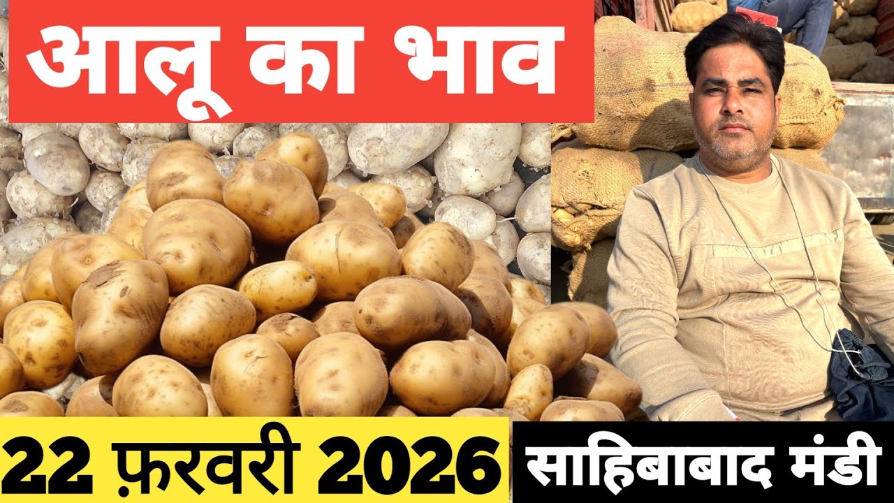 22 February 2026 🥔आलू का भाव साहिबाबाद मंडी | toady potato rates #aalu #aalubhav #potato 