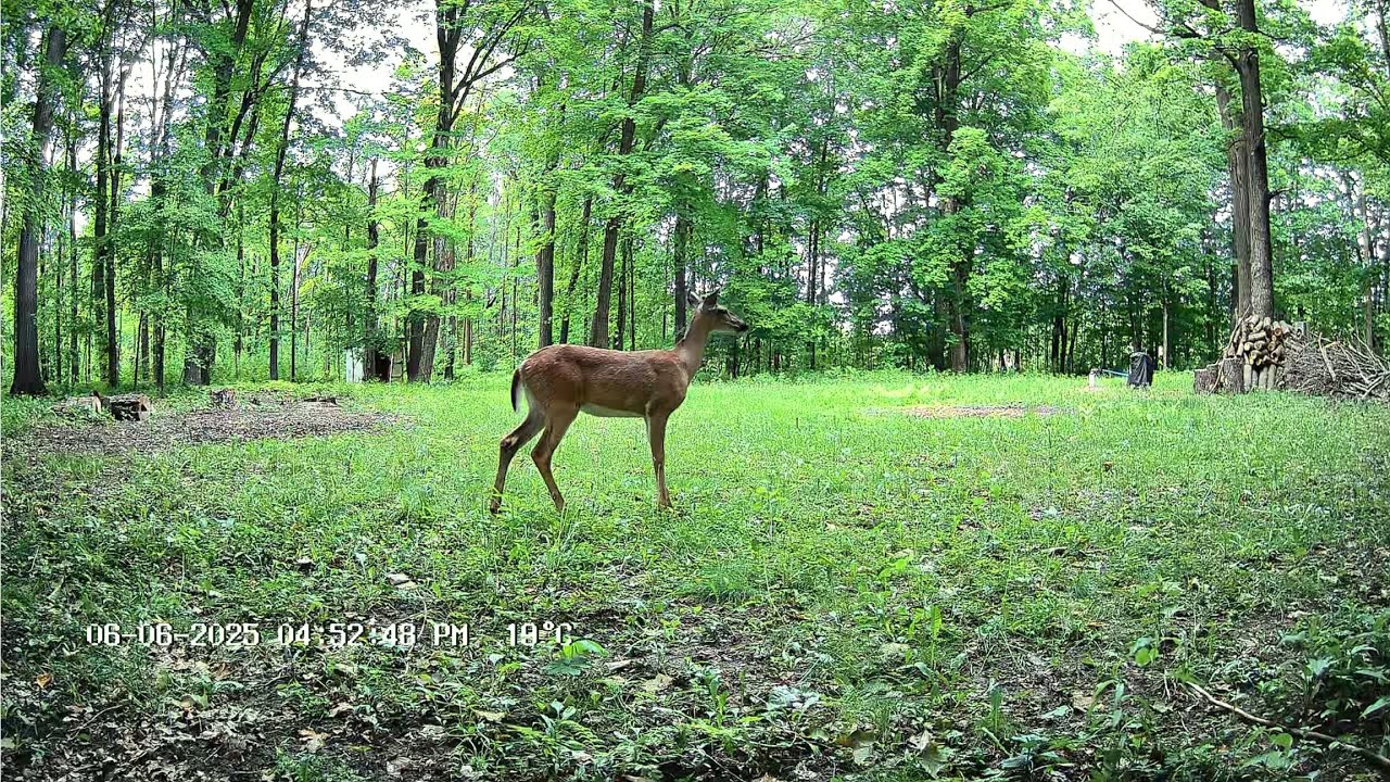 12/ 30/2025 Hmong Farm Land Trail Camera Video# 3