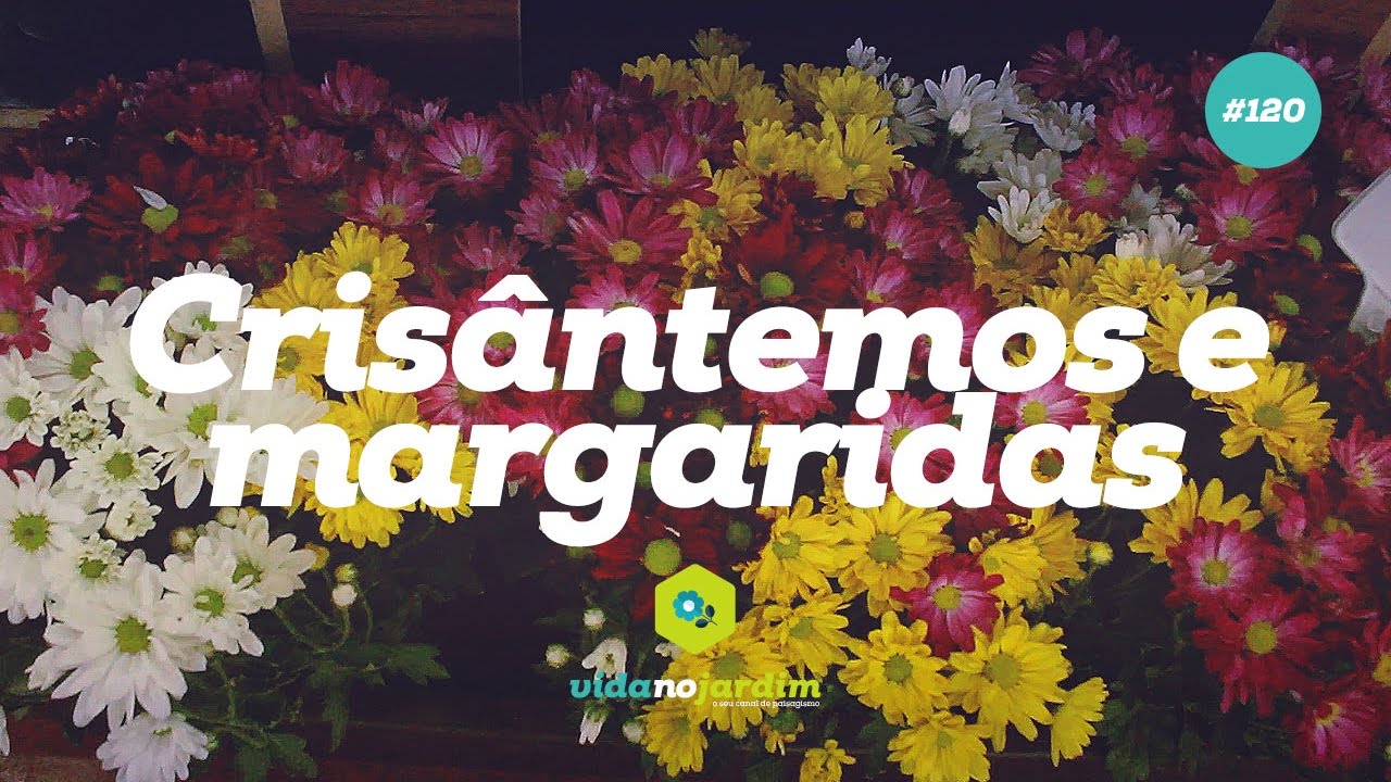 Cris&acirc;ntemos e Margaridas #120