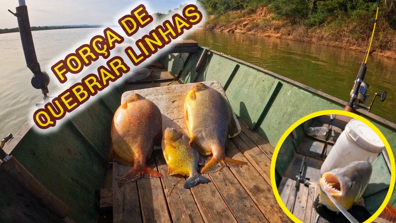 CARREGOU ATE QUEBRAR A LINHA- Pescaria de caranha no rio São Francisco