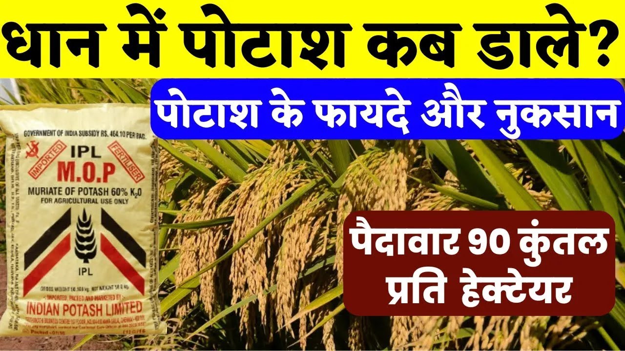धान में पोटाश कब डाले । धान में पोटाश डालने के फायदे और नुकसान। धान में पोटाश की मात्रा। Potash Dose