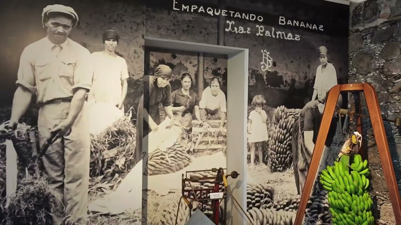Gand Canaria / Bananenplantage #youtube #like #travel #hiking #life #yt #nature #sightseeing #place 