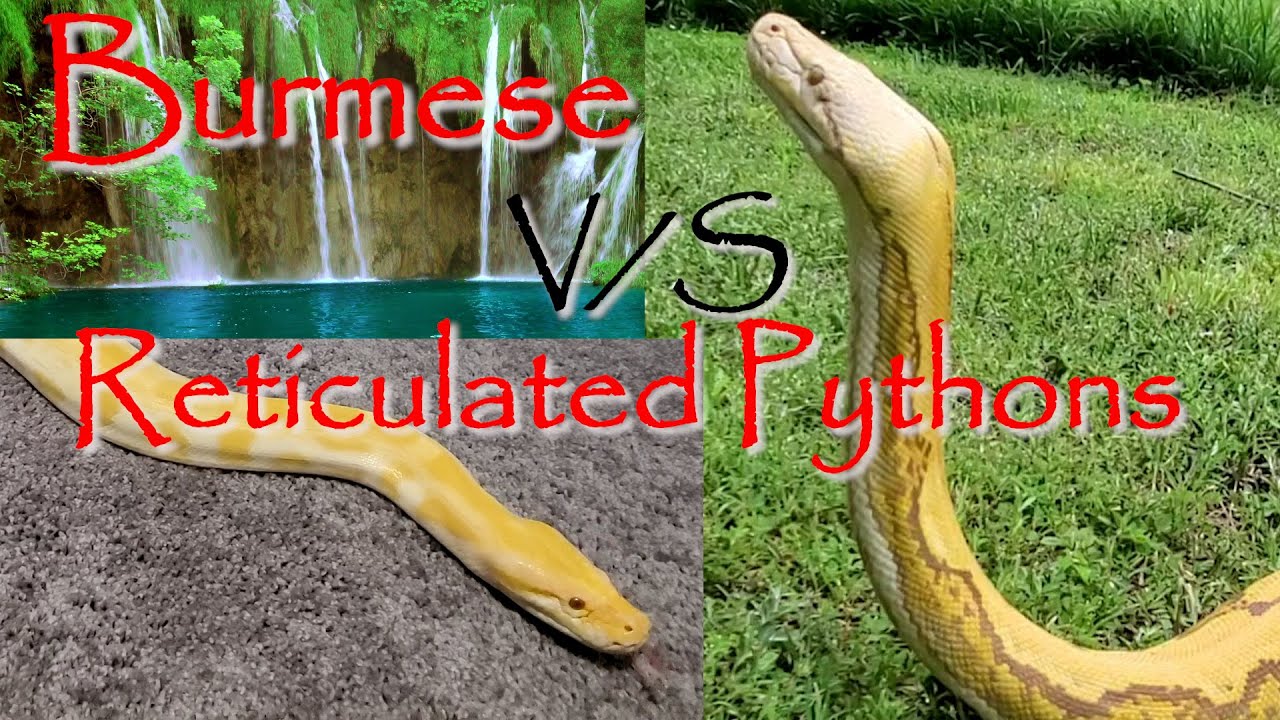 🐍Differences Between Burmese and Reticulated Pythons🐍