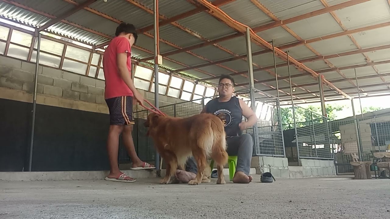 GIANT GOLDEN RETRIEVER DOG STUD SERVICE AT BINALONAN PANGASINAN