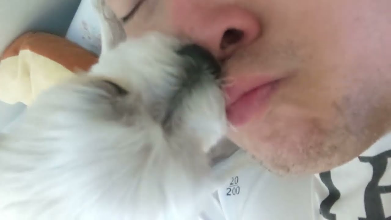 all you can lick buffet dog lick asmr