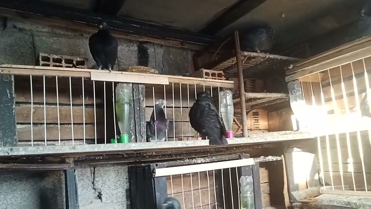 حمام سيفيانوس المغربي اصيل 