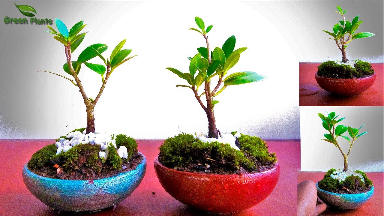 How to Start Bonsai from Nursery Plant | Creating Bonsai from Nursery Stock//GREEN PLANTS