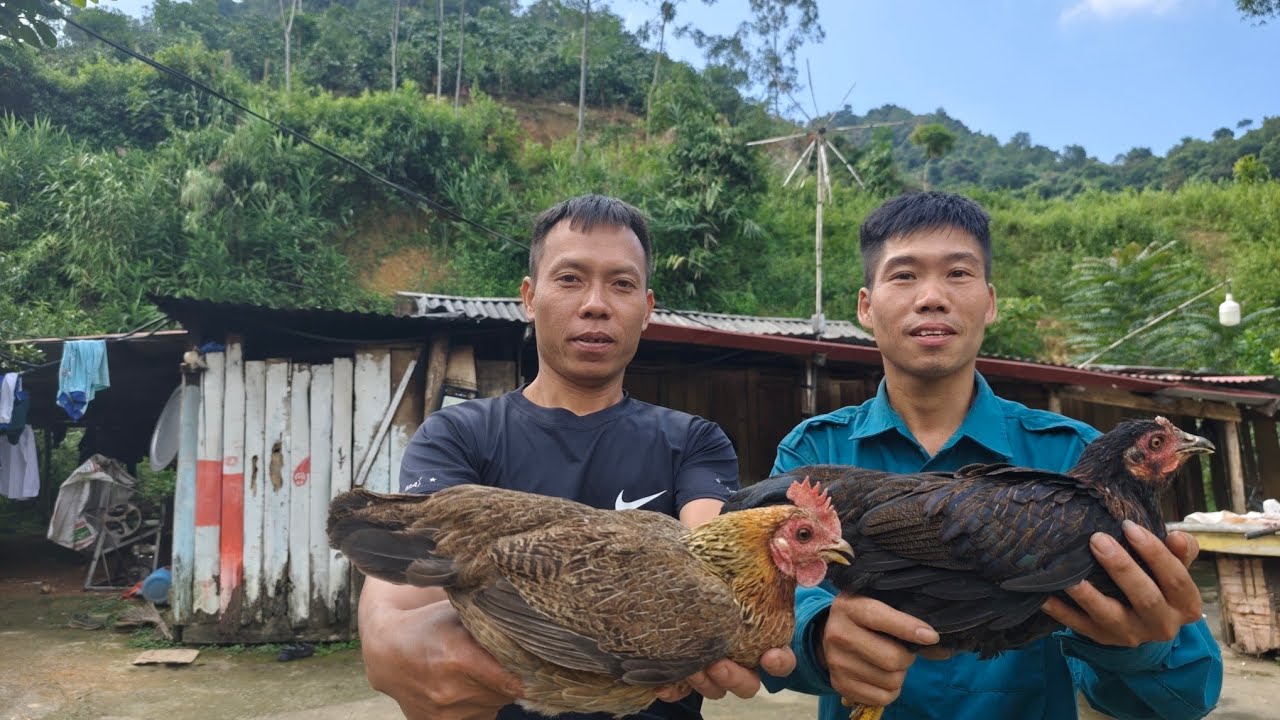Gặt lúa làm món gà tơ siêu ngậy/Tam TV