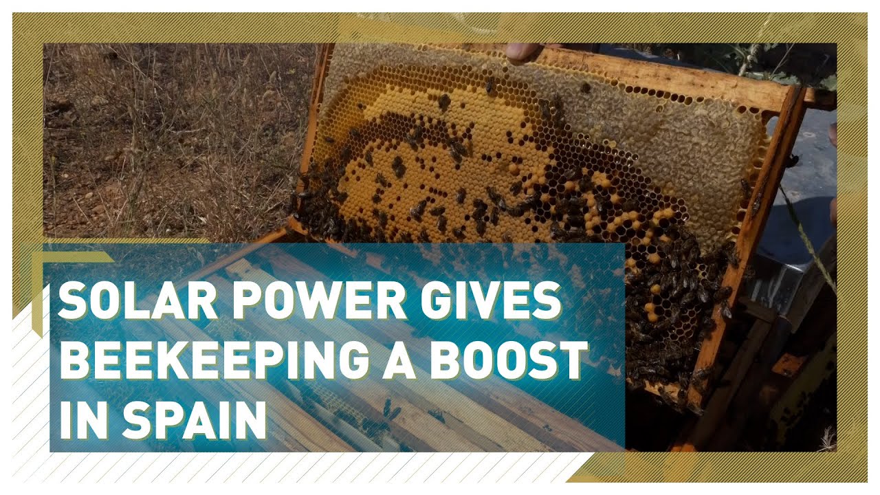 Solar power gives beekeeping a boost in Spain