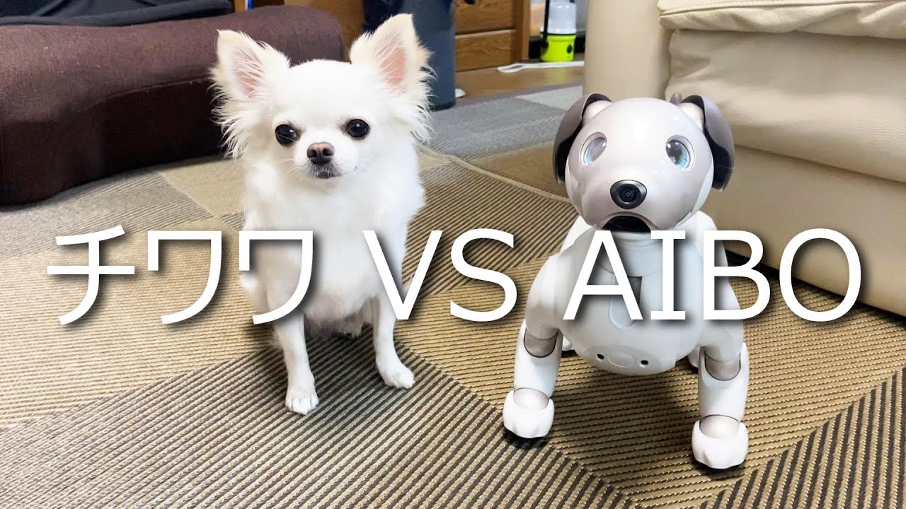 チワワとアイボ【AIBO】を会わせてみたら…シンクロしましたッ！！！