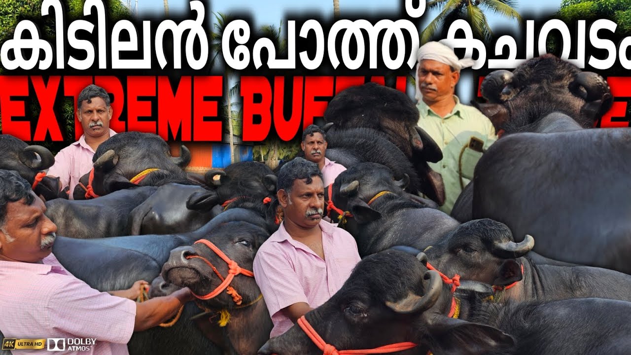 ✨കിടിലൻ പോത്ത്കച്ചവടം🐃EXTREME BUFFALO TRADE ചട്ടിപ്പറമ്പ ചന്തയിൽ Chattipparamba Chanda new | Buffalo
