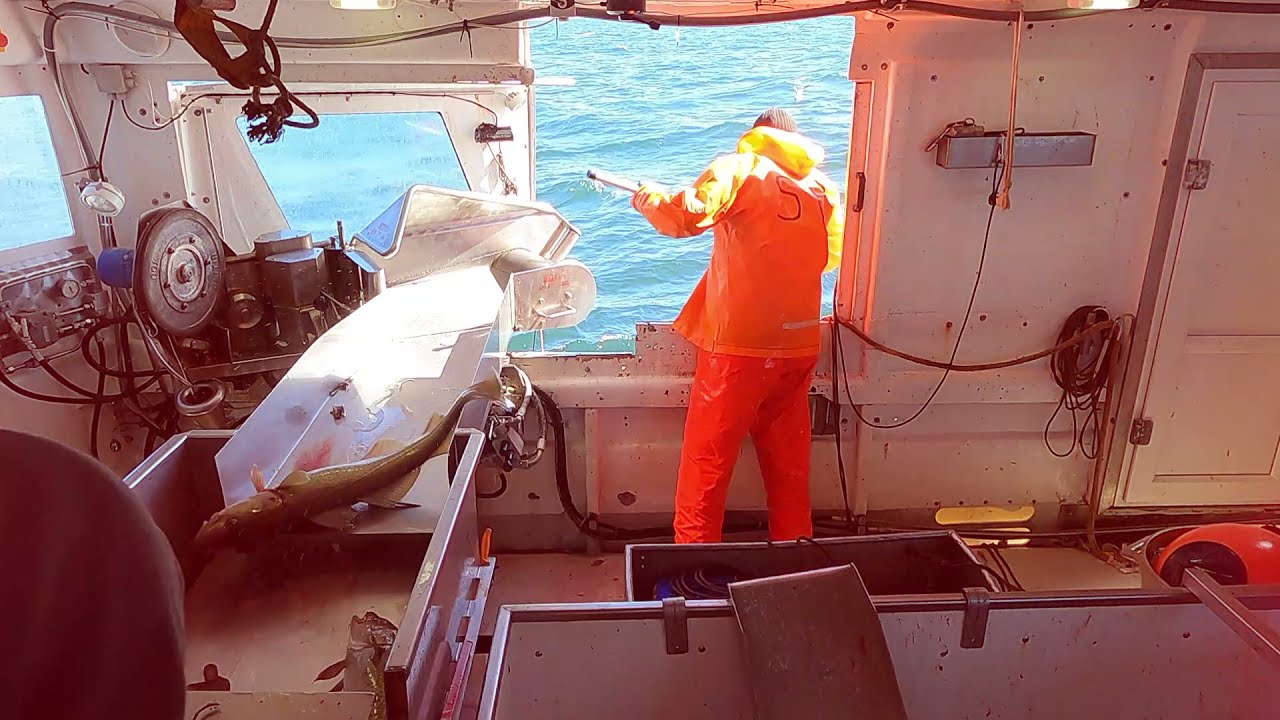 Longline fishing on-board the Longliner Geirfugl Gk in Iceland. 4K, Gopro hero9