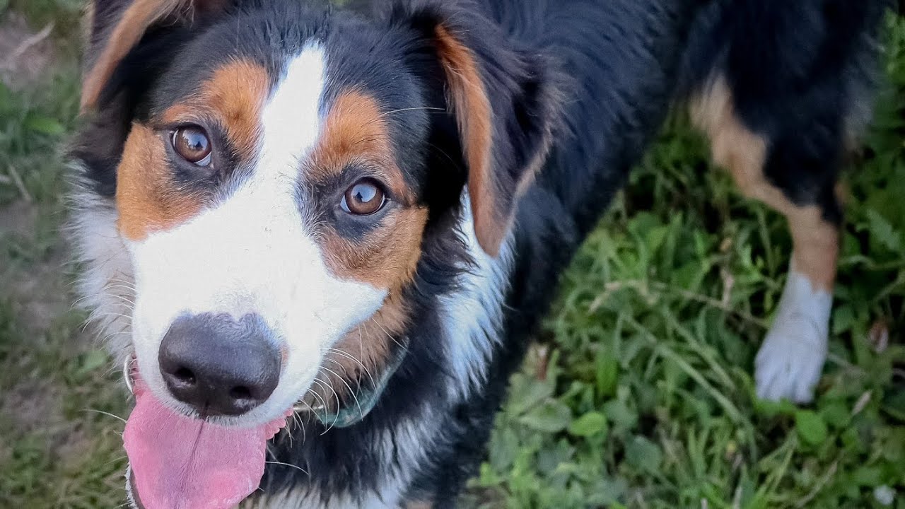 Meet the Wild Things: English Shepherds