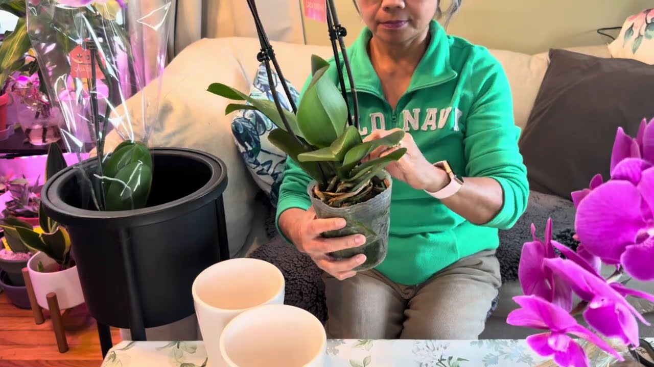 How i arrange my flowers, new additions to my orchids collections