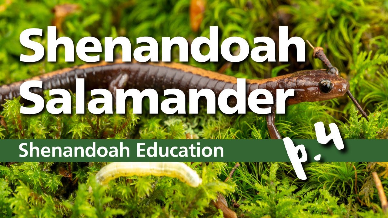 Shenandoah Salamander - Part 4