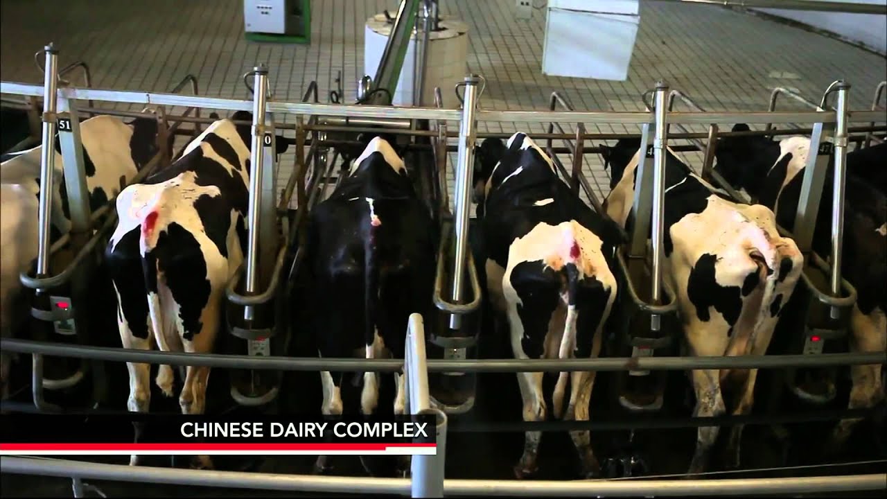 Could a Surplus of California Milk Fulfill China's Needs?