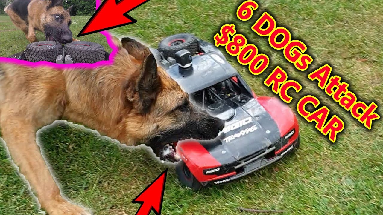 Pack of Dogs Attack $800 RC Car - 50mph Chase