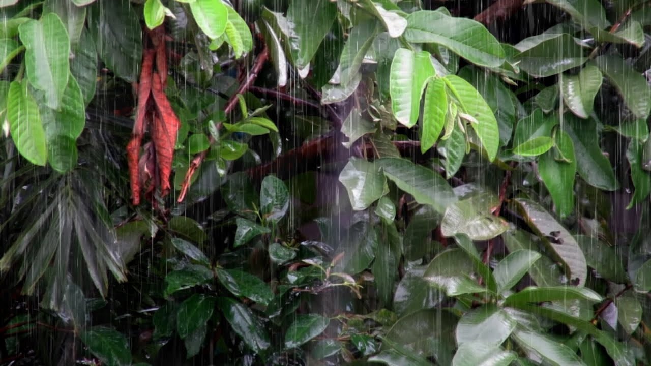 Rain Sounds for Sleeping | Smooth Continuous Rainfall for Better Sleep and Calm Mind