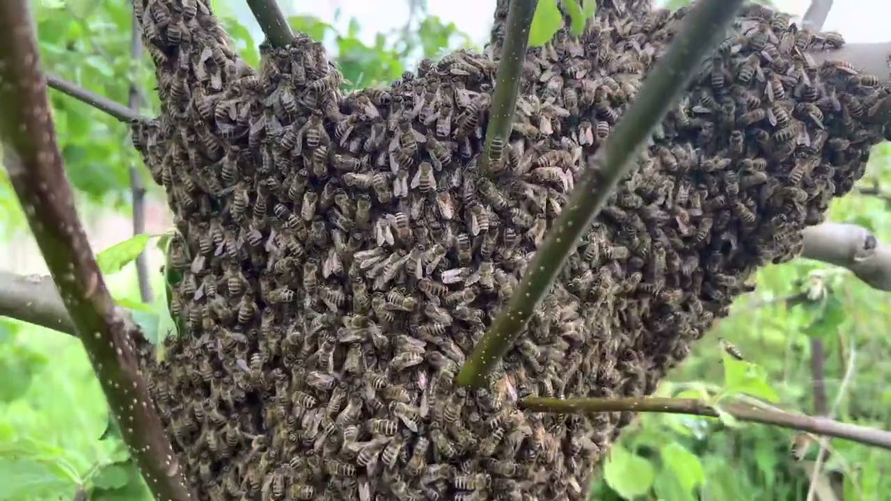 Jak wyglada rój pszczół i jak go złapać ? Gdzie dzwonić ? #pszczoły #miód #zdrowie #bee