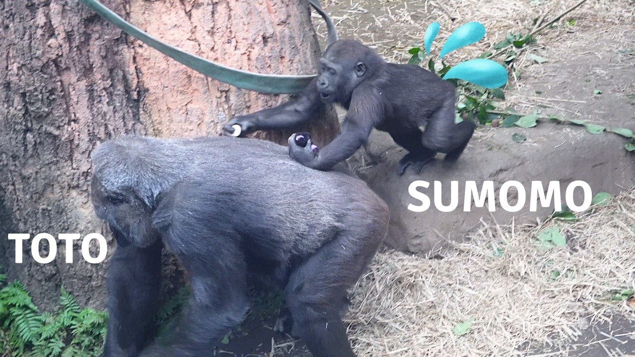 Малыш гориллы Сумомо прыгнул на спину самки Тото, но потерпел неудачу 🦍🦍🦍 | Семья горилл Хаоко