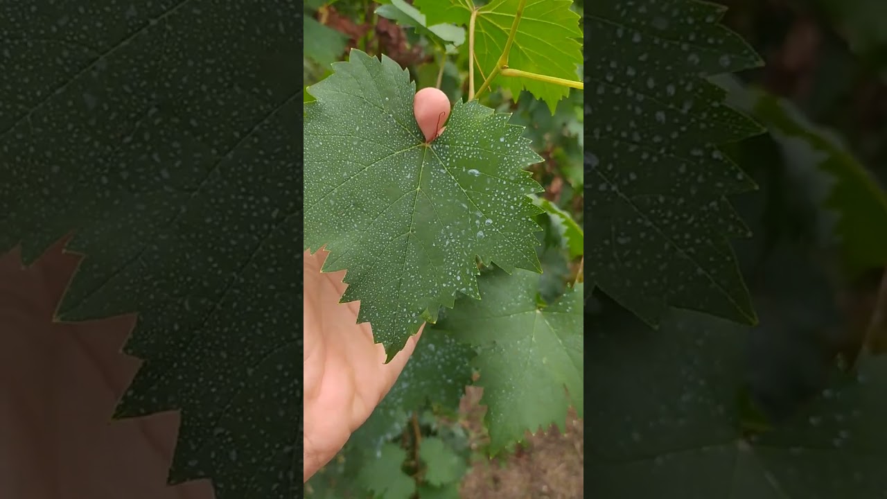 Principali malattie fungine del vigneto. Scopriamole direttamente sul campo