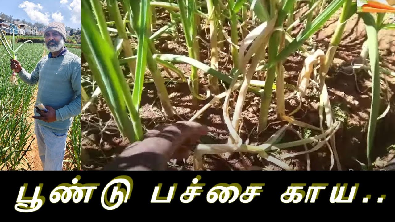 Nilgiris garlic harvest tip 2026