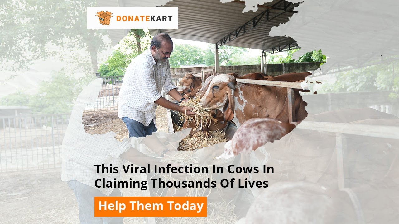Help Thousands Of Cows Suffering With Lumpy Skin Disease